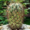 40 _Coryphantha_ pulleineana _SB33_ 01